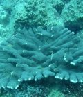 Corail madrépore corne de cerf